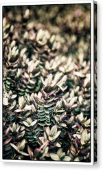 Load image into Gallery viewer, Plant Life - Canvas Print
