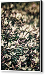 Load image into Gallery viewer, Plant Life - Canvas Print
