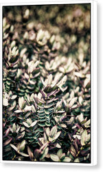 Load image into Gallery viewer, Plant Life - Canvas Print
