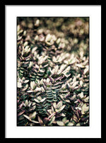 Load image into Gallery viewer, Plant Life - Framed Print
