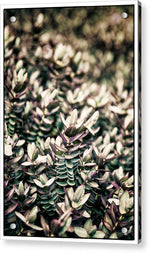 Load image into Gallery viewer, Plant Life - Acrylic Print
