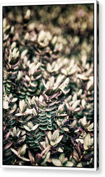 Load image into Gallery viewer, Plant Life - Acrylic Print
