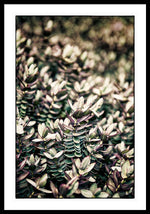 Load image into Gallery viewer, Plant Life - Framed Print
