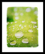 Load image into Gallery viewer, Raindrops on Leaf - Framed Print
