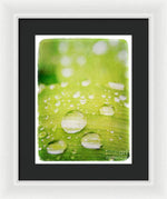 Load image into Gallery viewer, Raindrops on Leaf - Framed Print
