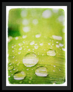 Load image into Gallery viewer, Raindrops on Leaf - Framed Print
