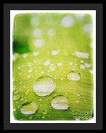 Load image into Gallery viewer, Raindrops on Leaf - Framed Print
