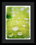 Load image into Gallery viewer, Raindrops on Leaf - Framed Print
