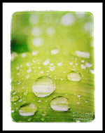 Load image into Gallery viewer, Raindrops on Leaf - Framed Print
