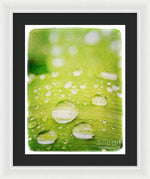 Load image into Gallery viewer, Raindrops on Leaf - Framed Print
