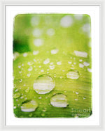 Load image into Gallery viewer, Raindrops on Leaf - Framed Print
