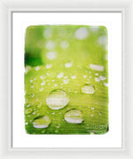 Load image into Gallery viewer, Raindrops on Leaf - Framed Print
