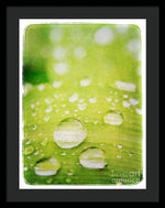 Load image into Gallery viewer, Raindrops on Leaf - Framed Print
