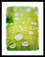Load image into Gallery viewer, Raindrops on Leaf - Framed Print
