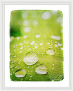 Load image into Gallery viewer, Raindrops on Leaf - Framed Print

