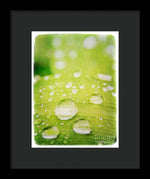 Load image into Gallery viewer, Raindrops on Leaf - Framed Print
