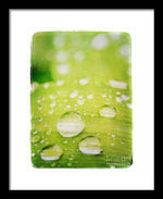 Load image into Gallery viewer, Raindrops on Leaf - Framed Print
