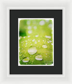 Load image into Gallery viewer, Raindrops on Leaf - Framed Print
