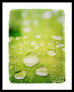 Load image into Gallery viewer, Raindrops on Leaf - Framed Print
