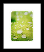 Load image into Gallery viewer, Raindrops on Leaf - Framed Print
