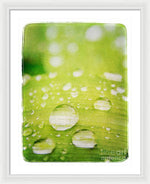 Load image into Gallery viewer, Raindrops on Leaf - Framed Print
