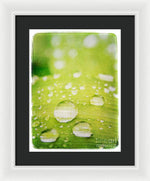 Load image into Gallery viewer, Raindrops on Leaf - Framed Print
