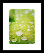 Load image into Gallery viewer, Raindrops on Leaf - Framed Print
