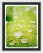 Load image into Gallery viewer, Raindrops on Leaf - Framed Print

