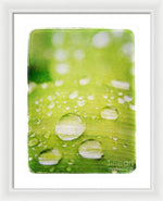 Load image into Gallery viewer, Raindrops on Leaf - Framed Print
