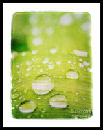 Load image into Gallery viewer, Raindrops on Leaf - Framed Print
