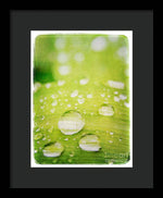 Load image into Gallery viewer, Raindrops on Leaf - Framed Print
