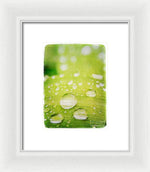 Load image into Gallery viewer, Raindrops on Leaf - Framed Print
