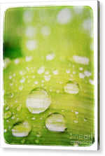 Load image into Gallery viewer, Raindrops on Leaf - Acrylic Print
