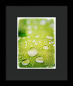 Load image into Gallery viewer, Raindrops on Leaf - Framed Print
