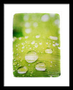 Load image into Gallery viewer, Raindrops on Leaf - Framed Print
