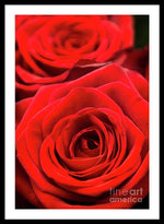 Load image into Gallery viewer, Red Roses - Grand Prix - Framed Print
