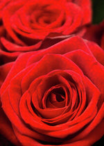 Load image into Gallery viewer, Red Roses - Grand Prix - Puzzle
