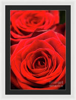 Load image into Gallery viewer, Red Roses - Grand Prix - Framed Print
