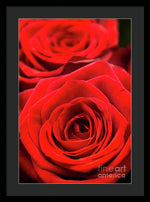 Load image into Gallery viewer, Red Roses - Grand Prix - Framed Print
