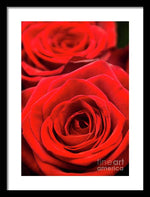 Load image into Gallery viewer, Red Roses - Grand Prix - Framed Print
