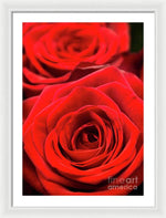 Load image into Gallery viewer, Red Roses - Grand Prix - Framed Print

