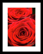 Load image into Gallery viewer, Red Roses - Grand Prix - Framed Print
