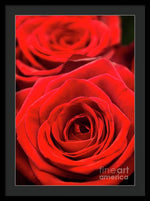 Load image into Gallery viewer, Red Roses - Grand Prix - Framed Print
