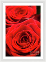 Load image into Gallery viewer, Red Roses - Grand Prix - Framed Print
