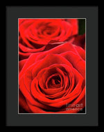 Load image into Gallery viewer, Red Roses - Grand Prix - Framed Print
