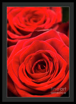 Load image into Gallery viewer, Red Roses - Grand Prix - Framed Print

