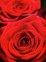 Load image into Gallery viewer, Red Roses - Grand Prix - Puzzle
