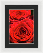 Load image into Gallery viewer, Red Roses - Grand Prix - Framed Print
