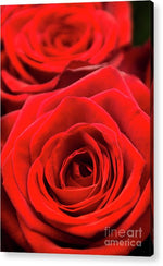Load image into Gallery viewer, Red Roses - Grand Prix - Acrylic Print
