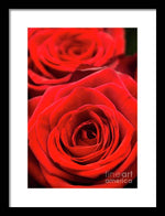 Load image into Gallery viewer, Red Roses - Grand Prix - Framed Print
